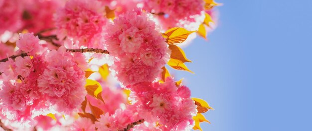 Fundo de flor de banner de primavera Fundo de flor de cerejeira com flores em um dia de primavera Sacura cherrytree Fundo de flor de primavera