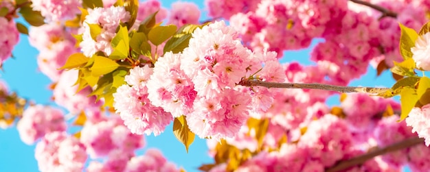 Fundo de flor de banner de primavera sakura padrão de flores de primavera árvores de flores de cerejeira