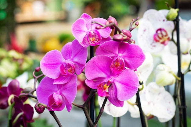 Fundo de flor de bela orquídea roxa phalaenopsis