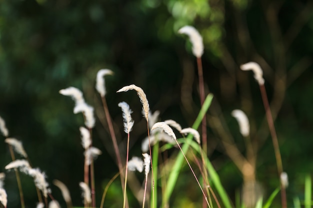 Fundo de flor de capim