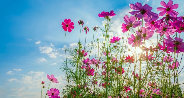 Fundo de flor de cosmos e céu azul