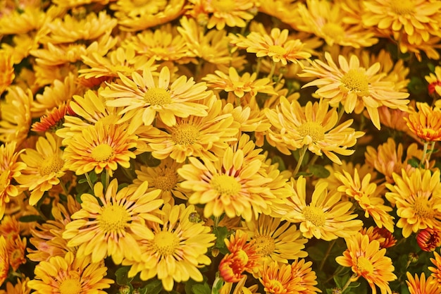 Foto fundo de flor de crisântemo amarelo pálido