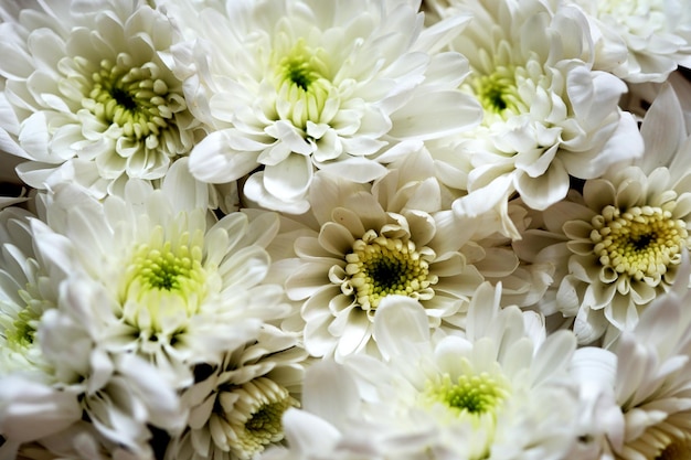 Fundo de flor de crisântemo branco lindo.