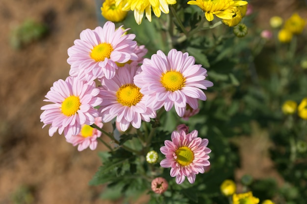 Fundo de flor de crisântemo rosa linda