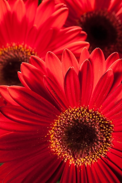 Fundo de flor de gerbera e primavera