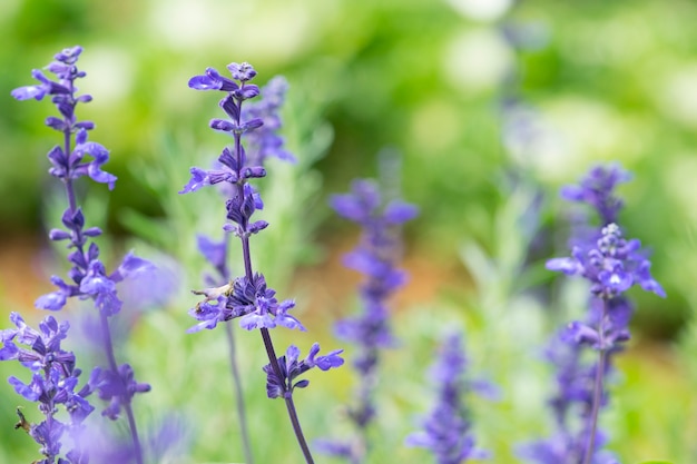 Fundo de flor de lavanda