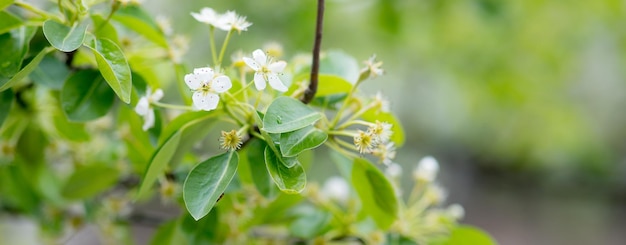 Fundo de flor de macieira de primavera com sol Linda cena de natureza com macieira florescendo