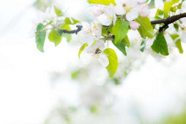 Fundo de flor de macieira de primavera com sol Linda cena de natureza com macieira florescendo