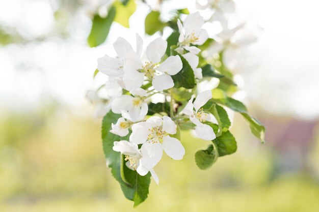 Fundo de flor de macieira de primavera com sol linda cena de natureza com macieira florescendo