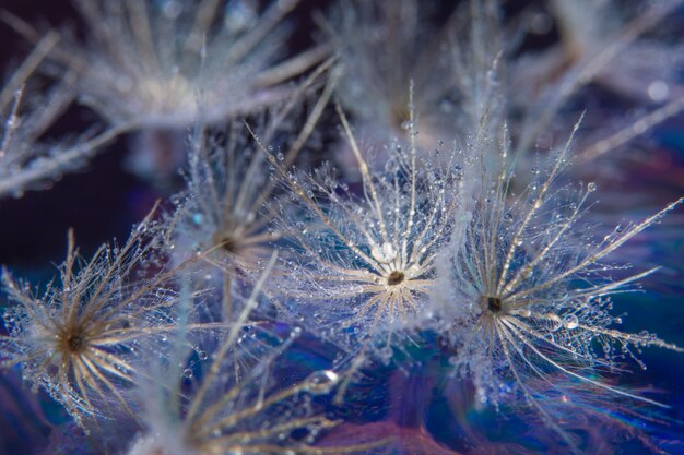 Fundo de flor de macro