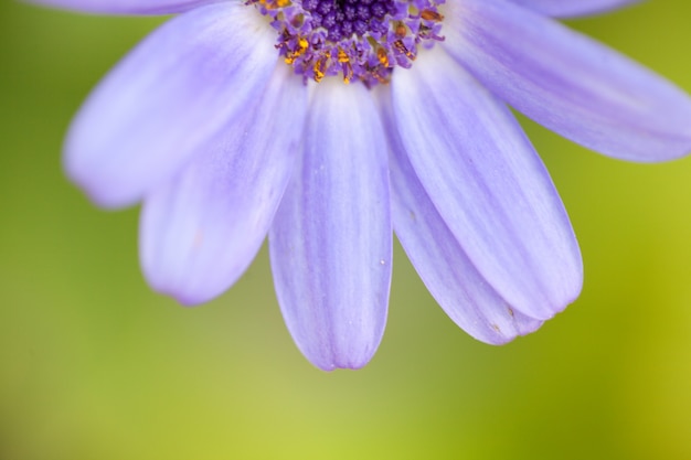 Fundo de flor de macro