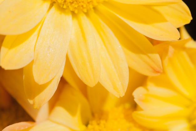 Fundo de flor de macro