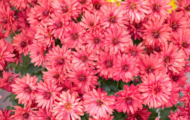 fundo de flor de margarida cor rosa fundo de flor de margarida foto colorida brilhante de flor de margarida