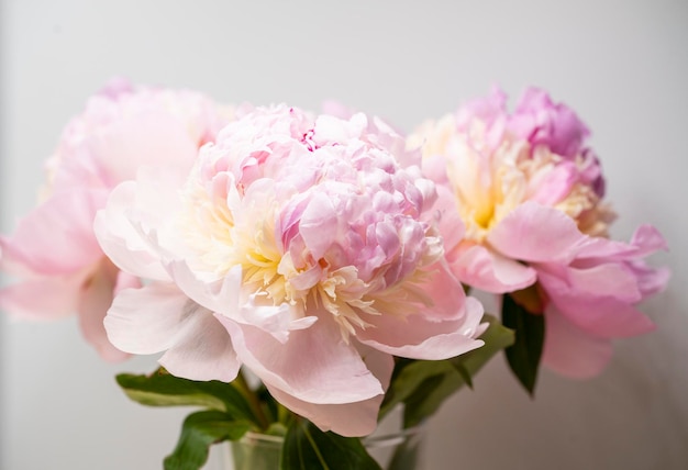 Fundo de flor de peônia rosa, linda primavera.