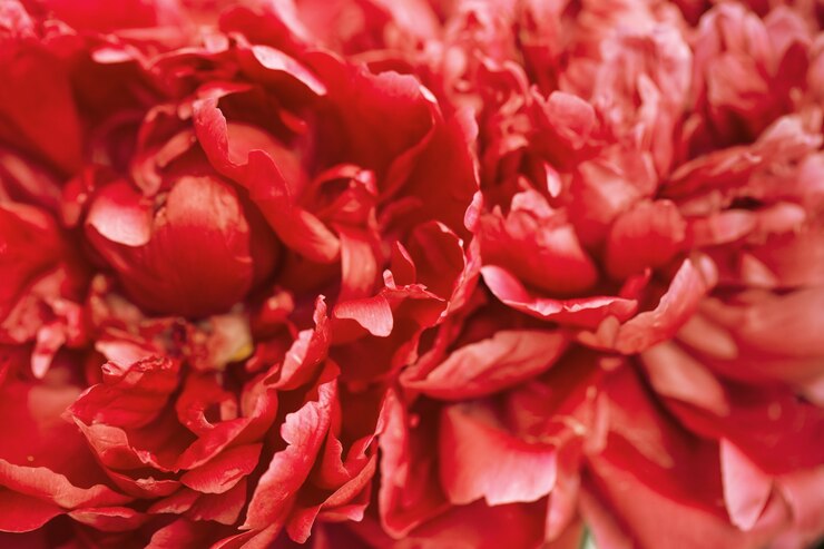 Foto fundo de flor de peônia vermelha. cenário florido natural com pétalas de peônia close-up. fotografia macro.