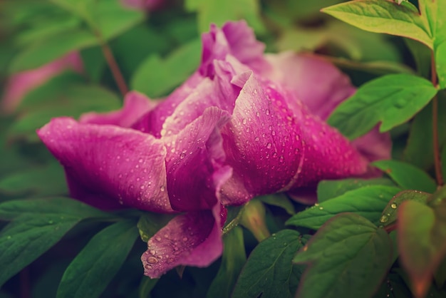 Fundo de flor de peônia