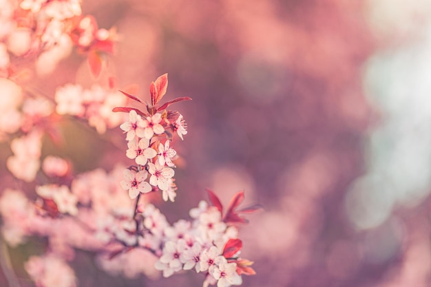 Fundo de flor de primavera. Closeup de bela natureza com desfoque de clarão de sol de árvore florescendo. Dia ensolarado