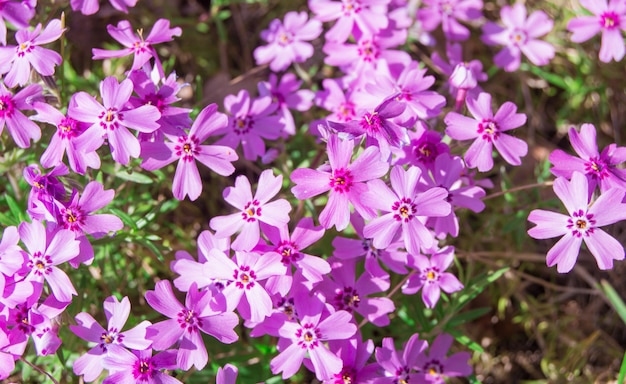 Fundo de flor de primavera, Phlox-Flox subulata, flores pequenas rosa brilhantes. Tapete colorido da primavera em tons pastel suaves