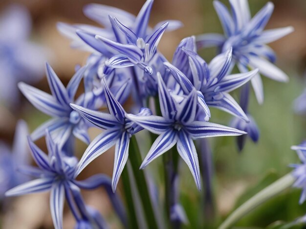 Foto fundo de flor de primavera