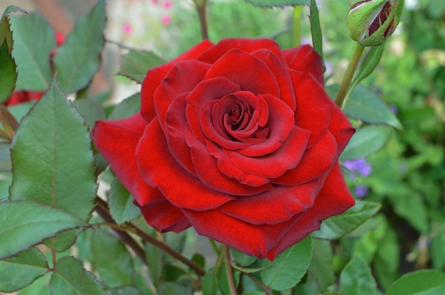 Fundo de flor de rosa vermelha Rosas vermelhas em um arbusto em um jardim Flor de rosa vermelha Rosa vermelha Kardinal