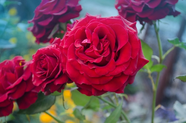 Fundo de flor de rosa vermelha rosas vermelhas em um arbusto em um jardim flor de rosa vermelha rosa vermelha kardinal