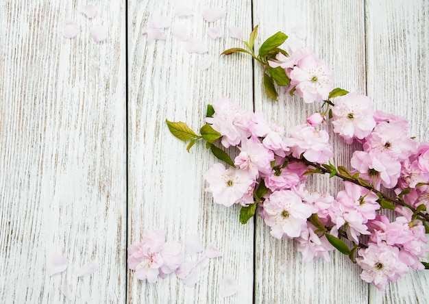 Fundo de flor de sakura de primavera