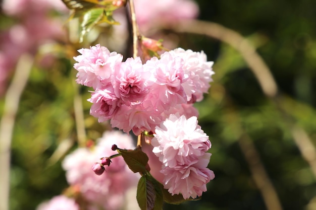 fundo de flor de sakura japonesa rosa
