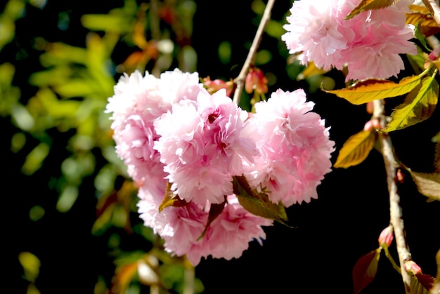 Fundo de flor de sakura japonesa rosa