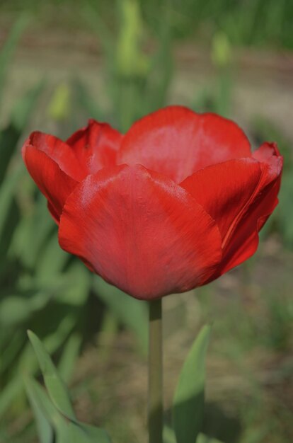 Fundo de flor de tulipa vermelha Tulipa vermelha no jardim Campo de lindas tulipas vermelhas