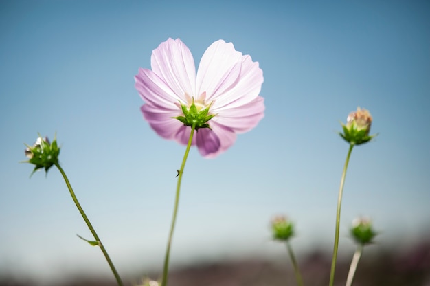 Fundo de flor do cosmos.