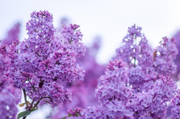 fundo de flor linda primavera