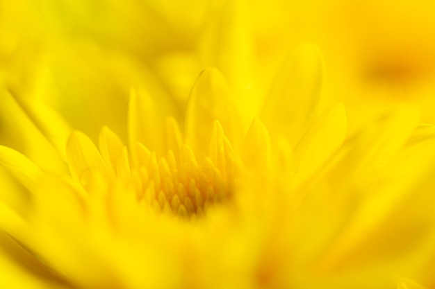 Fundo de flor macro amarela, macro de pétalas de crisântemo amarelo