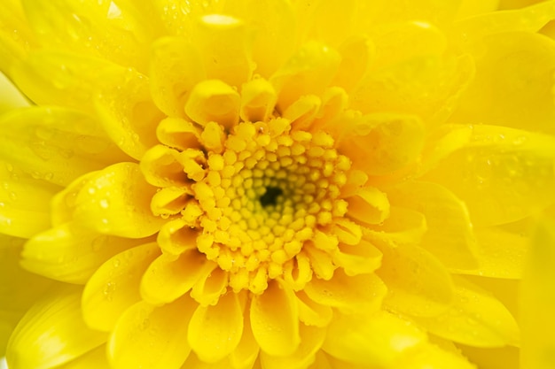 Fundo de flor macro amarela, macro de pétalas de crisântemo amarelo