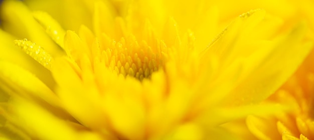 Fundo de flor macro amarela, tiro macro de pétalas de crisântemo amarelo