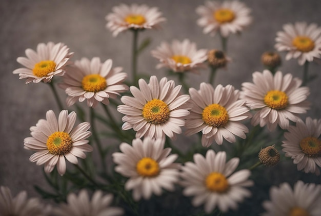 Fundo de flor margarida