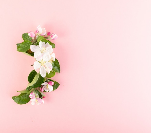 Fundo de flor rosa com espaço de cópia