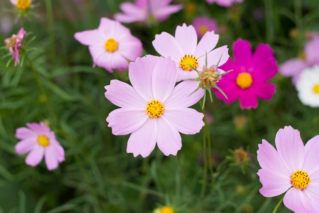 Fundo de flor rosa cosmos