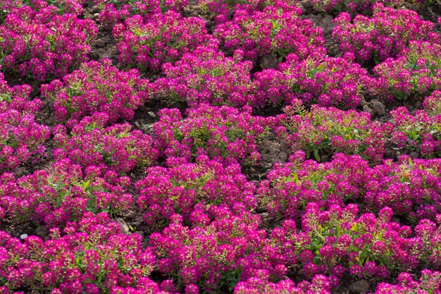 fundo de flor rosa linda