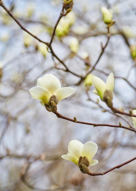 Fundo de floração de magnólia branca Fundo botânico