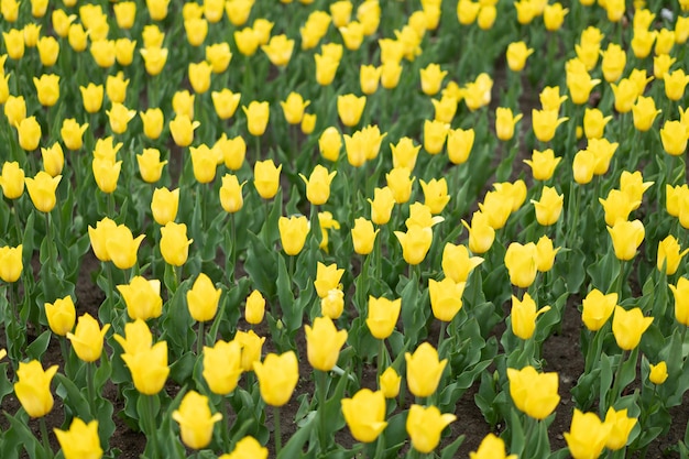 Fundo de flores amarelas ao ar livre flores da estação de primavera Foco seletivo