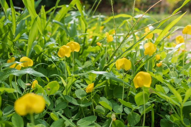 Fundo de flores amarelas de primavera com sol da manhã