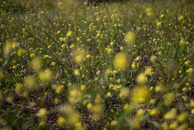 Fundo de flores amarelas principalmente turva Prado de verão com grama verde e repolho bastardo mostarda gigante comum ou flores de nabo Papel de parede da natureza do verão Campo de flores