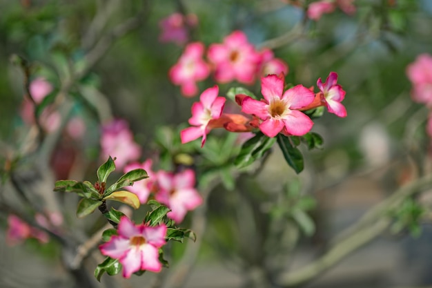 Fundo de flores Bela cena da natureza com flores desabrochando no clarão do sol Flores desabrochando fundo festivo flores cor de rosa