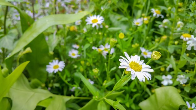 Fundo de flores brancas da natureza