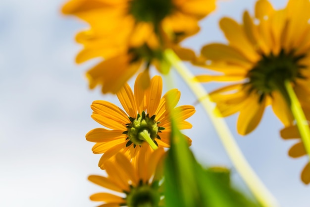 Fundo de flores, close-up tiro