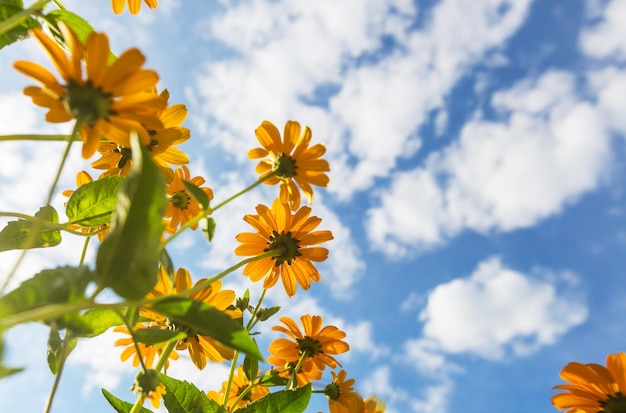 Fundo de flores, close-up tiro