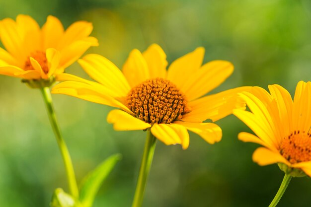 Fundo de flores, close-up tiro