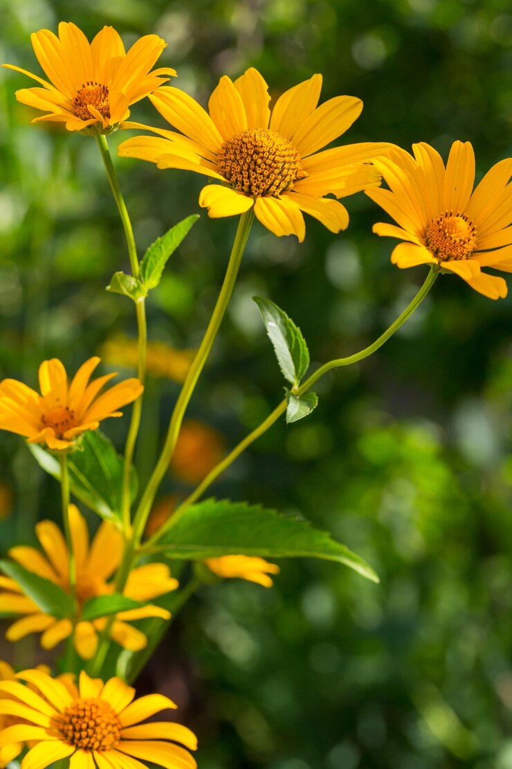 Fundo de flores, close-up tiro