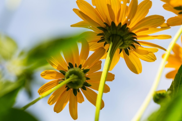 Fundo de flores, close-up tiro