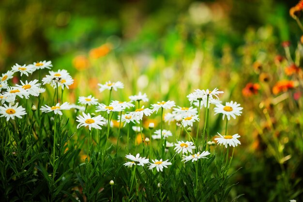 fundo de flores da vida selvagem